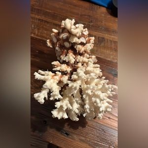 Raw brown corral chunk